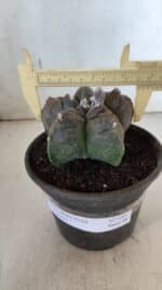 MATRIZ ASTROPHYTUM cv KIKKO  Nº 939 – vaso 15 - Imagem 4