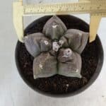 MATRIZ ASTROPHYTUM cv KIKKO  Nº 939 – vaso 15