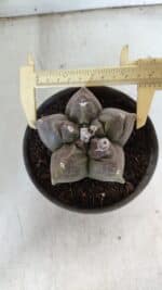 MATRIZ ASTROPHYTUM cv KIKKO  Nº 939 – vaso 15