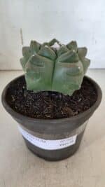 ASTROPHYTUM cv KIKKO  Nº 940 – vaso 15 - Imagem 2