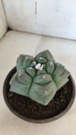 ASTROPHYTUM cv KIKKO  Nº 940 – vaso 15 - Imagem 8