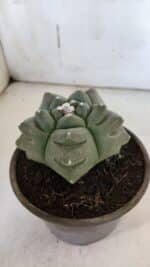 ASTROPHYTUM cv KIKKO  Nº 940 – vaso 15 - Imagem 7