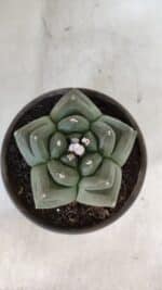 ASTROPHYTUM cv KIKKO  Nº 940 – vaso 15 - Imagem 3