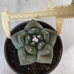 ASTROPHYTUM cv KIKKO  Nº 940 – vaso 15