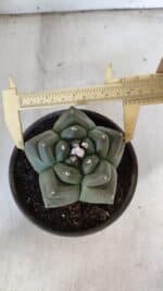 ASTROPHYTUM cv KIKKO  Nº 940 – vaso 15