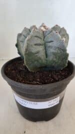 MATRIZ ASTROPHYTUM cv KIKKO  Nº 942 – vaso 15 - Imagem 2