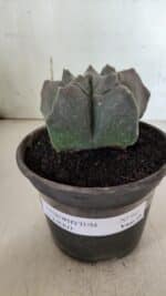 MATRIZ ASTROPHYTUM cv KIKKO  Nº 942 – vaso 15 - Imagem 2