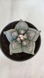 MATRIZ ASTROPHYTUM cv KIKKO  Nº 942 – vaso 15 - Imagem 3