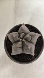 MATRIZ ASTROPHYTUM cv KIKKO  Nº 942 – vaso 15 - Imagem 3