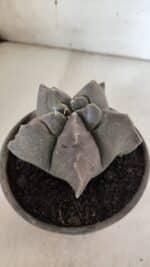 MATRIZ ASTROPHYTUM cv KIKKO  Nº 942 – vaso 15 - Imagem 8