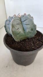 MATRIZ ASTROPHYTUM cv KIKKO  Nº 942 – vaso 15 - Imagem 8