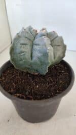 MATRIZ ASTROPHYTUM cv KIKKO  Nº 942 – vaso 15 - Imagem 7