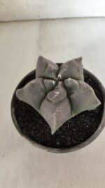 MATRIZ ASTROPHYTUM cv KIKKO  Nº 942 – vaso 15 - Imagem 6