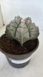 MATRIZ ASTROPHYTUM cv KIKKO  Nº 942 – vaso 15 - Imagem 6