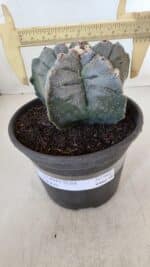MATRIZ ASTROPHYTUM cv KIKKO  Nº 942 – vaso 15 - Imagem 4
