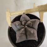 MATRIZ ASTROPHYTUM cv KIKKO  Nº 942 – vaso 15