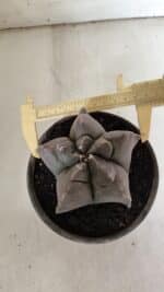 MATRIZ ASTROPHYTUM cv KIKKO  Nº 942 – vaso 15