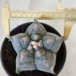 MATRIZ ASTROPHYTUM cv KIKKO  Nº 942 – vaso 15