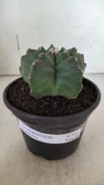 ASTROPHYTUM cv KIKKO  Nº 943 – vaso 15 - Imagem 2