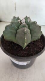 ASTROPHYTUM cv KIKKO  Nº 943 – vaso 15 - Imagem 8