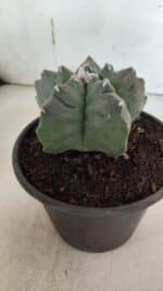 ASTROPHYTUM cv KIKKO  Nº 943 – vaso 15 - Imagem 7