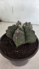 ASTROPHYTUM cv KIKKO  Nº 943 – vaso 15 - Imagem 6