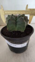 ASTROPHYTUM cv KIKKO  Nº 943 – vaso 15 - Imagem 4