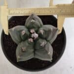 ASTROPHYTUM cv KIKKO  Nº 943 – vaso 15