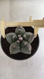 ASTROPHYTUM cv KIKKO  Nº 943 – vaso 15