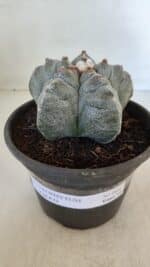 MATRIZ ASTROPHYTUM cv KIKKO  Nº 944 – vaso 15 - Imagem 2