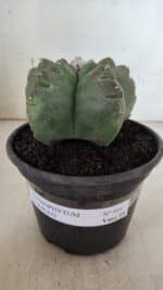 MATRIZ ASTROPHYTUM cv KIKKO  Nº 944 – vaso 15 - Imagem 2
