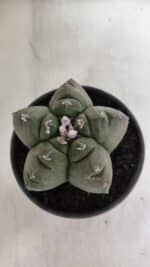 MATRIZ ASTROPHYTUM cv KIKKO  Nº 944 – vaso 15 - Imagem 3