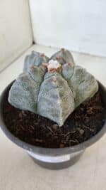 MATRIZ ASTROPHYTUM cv KIKKO  Nº 944 – vaso 15 - Imagem 9