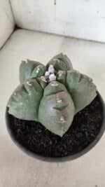 MATRIZ ASTROPHYTUM cv KIKKO  Nº 944 – vaso 15 - Imagem 9