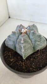 MATRIZ ASTROPHYTUM cv KIKKO  Nº 944 – vaso 15 - Imagem 8