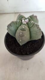 MATRIZ ASTROPHYTUM cv KIKKO  Nº 944 – vaso 15 - Imagem 8