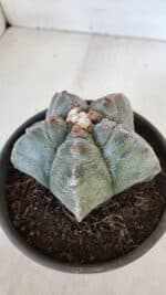 MATRIZ ASTROPHYTUM cv KIKKO  Nº 944 – vaso 15 - Imagem 7