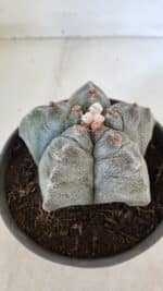 MATRIZ ASTROPHYTUM cv KIKKO  Nº 944 – vaso 15 - Imagem 6