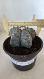 MATRIZ ASTROPHYTUM cv KIKKO  Nº 944 – vaso 15 - Imagem 4