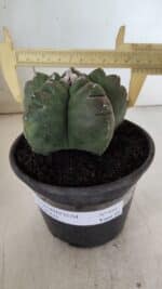 MATRIZ ASTROPHYTUM cv KIKKO  Nº 944 – vaso 15 - Imagem 4