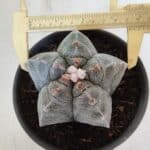 MATRIZ ASTROPHYTUM cv KIKKO  Nº 944 – vaso 15
