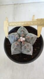 MATRIZ ASTROPHYTUM cv KIKKO  Nº 944 – vaso 15