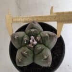 MATRIZ ASTROPHYTUM cv KIKKO  Nº 944 – vaso 15