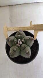 MATRIZ ASTROPHYTUM cv KIKKO  Nº 944 – vaso 15