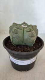 MATRIZ ASTROPHYTUM cv KIKKO  Nº 945 – vaso 15 - Imagem 2