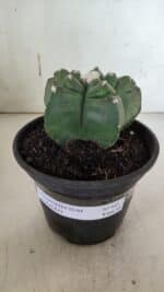 MATRIZ ASTROPHYTUM cv KIKKO  Nº 945 – vaso 15 - Imagem 2