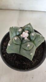 MATRIZ ASTROPHYTUM cv KIKKO  Nº 945 – vaso 15 - Imagem 8