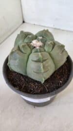 MATRIZ ASTROPHYTUM cv KIKKO  Nº 945 – vaso 15 - Imagem 9