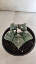 MATRIZ ASTROPHYTUM cv KIKKO  Nº 945 – vaso 15 - Imagem 7