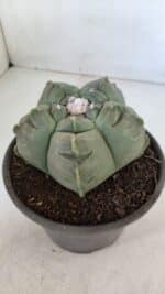 MATRIZ ASTROPHYTUM cv KIKKO  Nº 945 – vaso 15 - Imagem 8